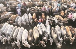 मुस्लिम संगठन की मांग गाय को बनाओ राष्ट्रीय पशु, कहा- हिंदुओं की आस्था का हो सम्मान