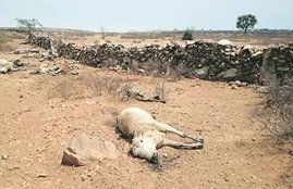 cow, dead cow