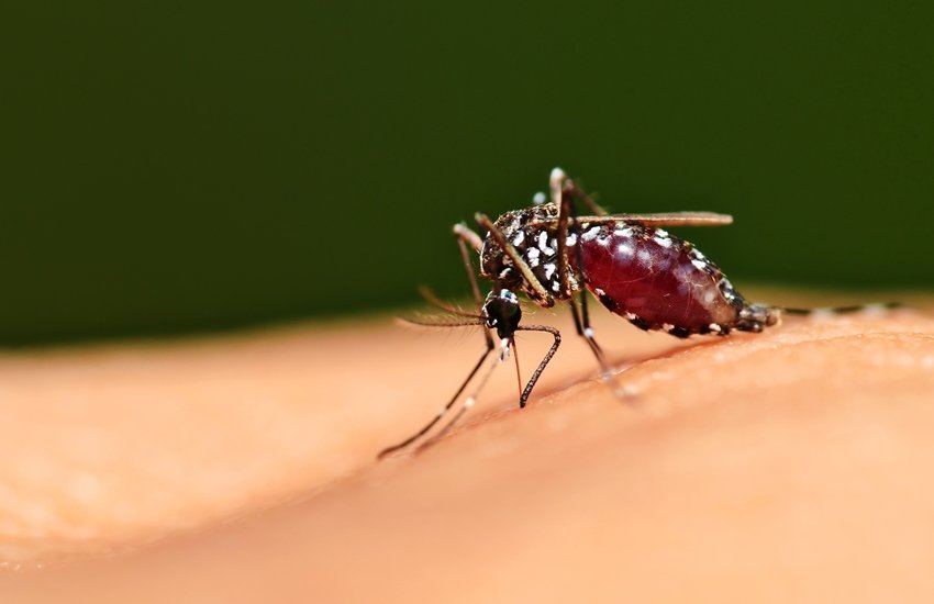 Medanta, Medanta hospital gurugram, Dengue, Child dies of dengue, Dengue death, Medical bill, gurugram police, Haryana government, Delhi ncr, Hindi news, News in Hindi, Jansatta