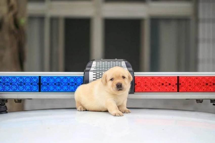 Puppies,viral,Taiwan,K-9 units,Xinbei police station