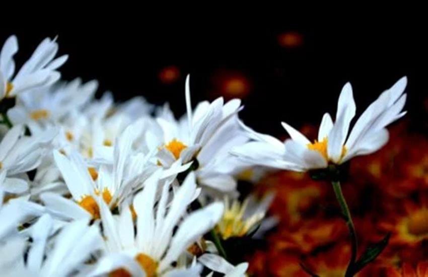 feng shui, feng shui flower, lucky flower, flower is lucky, flowers in the house, फेंगशुई, वास्तुशास्त्र और चीनी विद्या फेंगशुई