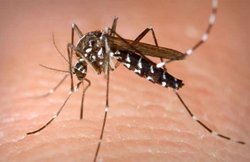 इन घरेलू उपायों को अपनाकर मच्छरों से पा सकते हैं छुटकारा