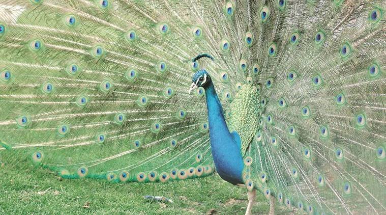 बेबाक बोलः रोजी बनाम राम- एकै साधे सब सधे