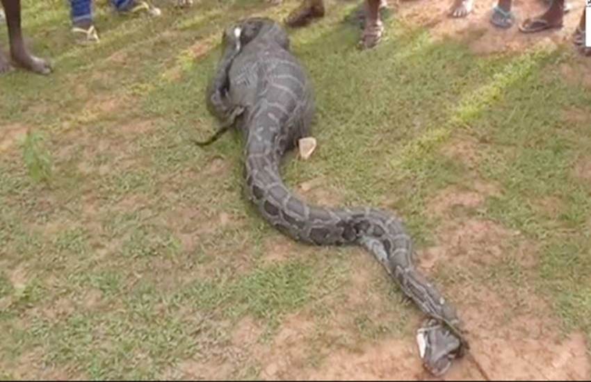 Python Swallow Goat बकरी को निगल गया अजगर तो गांव वालों ने बना लिया बंधक, वायरल हुआ वीडियो ...