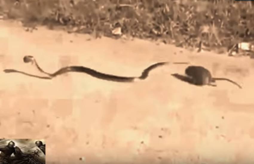 snake and rat