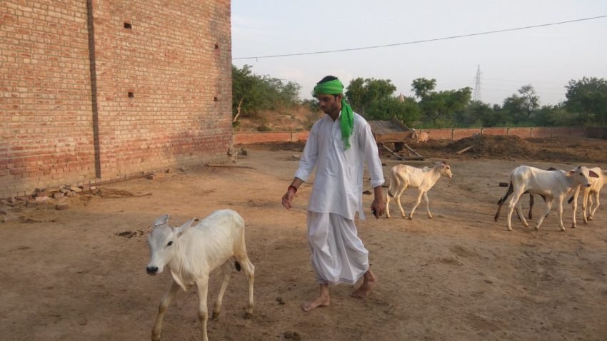 गौशाला में गायों को चराते हुए तेज प्रताप यादव।