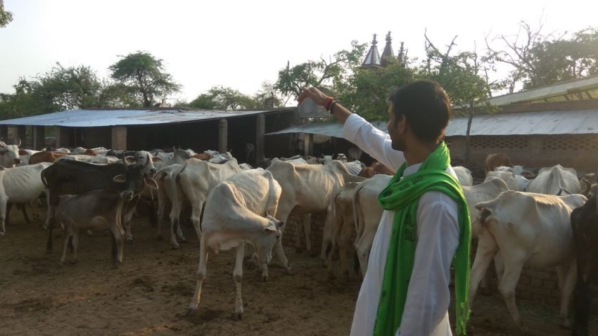 गोशाला में तेज प्रताप ने गाय के लिए अपना प्रेम दिखाते हुए सेवा दान किया।