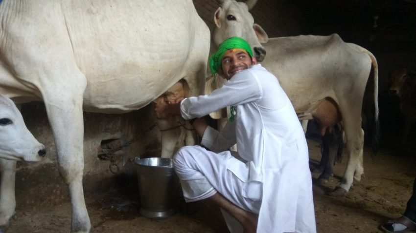 गाय चराने के बात तेज प्रताप ने गाय का दूध भी निकाला, जिसके बाद वह काफी खुश दिखाई दिए।