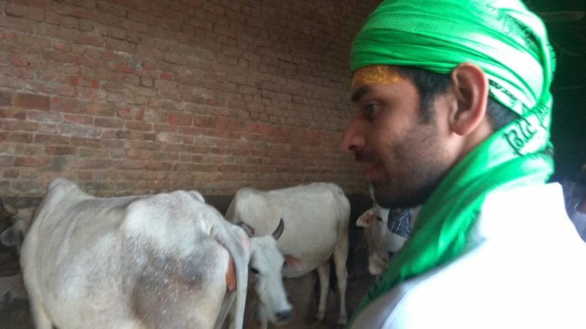 गौशाला की गायों को प्रेम से देखते तेज प्रताप यादव।