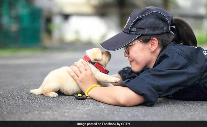 Puppies,viral,Taiwan,K-9 units,Xinbei police station