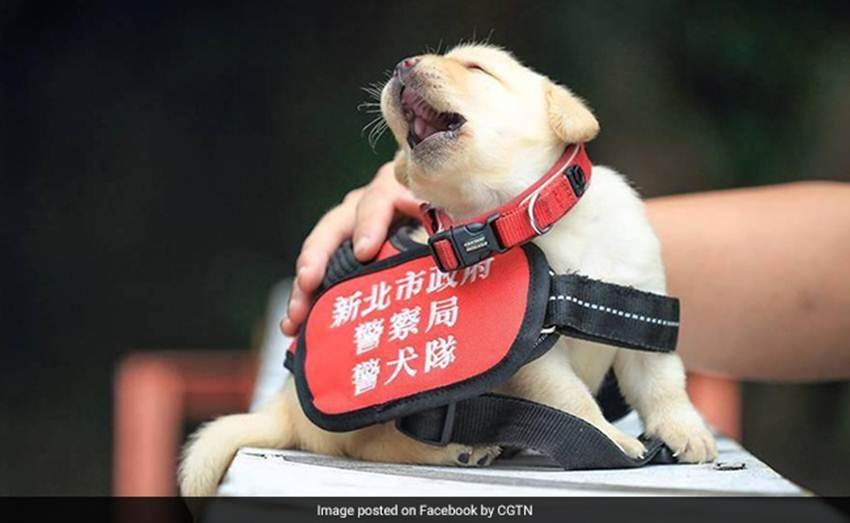 Puppies,viral,Taiwan,K-9 units,Xinbei police station