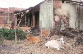 usman, cow violence, cow vigilante