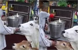 cows eating golgappe, cows eating golgappe viral photo, cows eating golgappe viral video, cows viral videos, india cows eating golgappe viral videos, cow, Hindi news, Jansatta