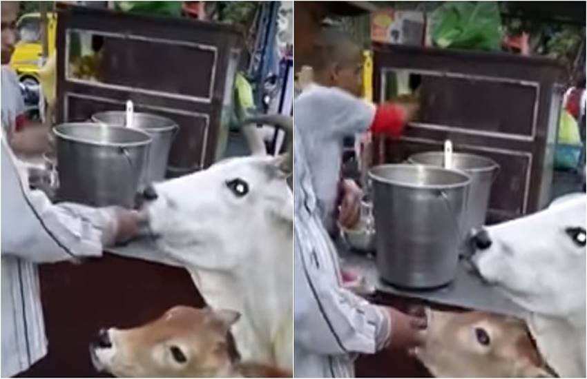 cows eating golgappe, cows eating golgappe viral photo, cows eating golgappe viral video, cows viral videos, india cows eating golgappe viral videos, cow, Hindi news, Jansatta