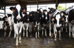 गौरक्षा के नाम पर हिंसा के विरोध में मुस्लिम फिल्ममेकर ने गोद ली गाय, हिन्दू रीति-रिवाज से कराया ग्रह प्रवेश