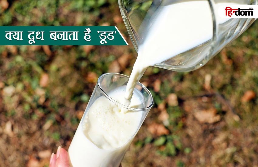 गाय का दूध पीने से ज्यादा सेहत के लिए बेहतर होता है अल्कोहल