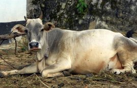 cow, haryana, boxer, women boxer, ml khattar, boxing championship, cow prize, haryana goverment, haryana minister, haryana news, Hindi news, rohtak news, News in Hindi, Jansatta