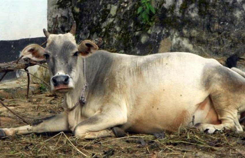 cow, haryana, boxer, women boxer, ml khattar, boxing championship, cow prize, haryana goverment, haryana minister, haryana news, Hindi news, rohtak news, News in Hindi, Jansatta