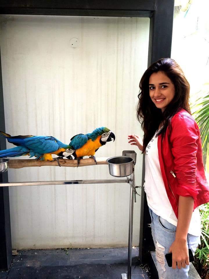 Disha Patani , M.S. Dhoni: The Untold Story, M.S. Dhoni, Garnier Color Naturals, MS Dhoni Actress, MS Dhoni Girl Friend, Ms Dhoni Actress Photos, Dihsha patani Hot Photos, Disha Patani Instagram, Disha patani jansatta Photos