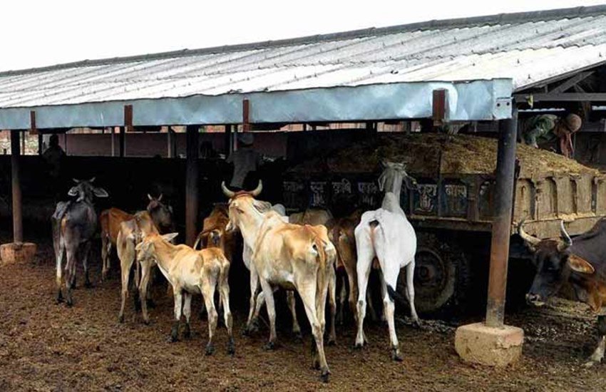 मुख्यमंत्री ने कहा कि इसी तरह शहरी क्षेत्रों में भी गोवंश की सुरक्षा के लिए ऐसे केन्द्रों/गोशालाओं की स्थापना करनी होगी। (सांकेतिक फोटो)