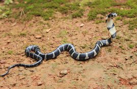 King Cobra, King Cobra Eggs, Kerala, Eggs Hatch, Snake Eggs, Cobra, Snake, Kerala King Cobra, Kannur, Kottiyoor Kerala, सांप, सांप के बच्चे, hindi news, Jansatta
