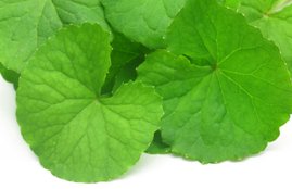Brahmi, Herbal Medicine, Ayurved, Ayurvedic treatments, Benefits Of Brahmi, Ayurveda Tips In Hindi, Ayurvedic Medicine, Health Tips In Hindi, Lifestyle News In Hindi, Jansatta
