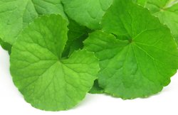 दिमाग की सेहत के लिए वरदान है ब्राह्मी, जानें और क्या – क्या हैं फायदे