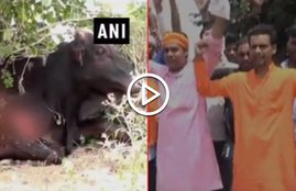 VIDEO, Unidentified persons threw acid on cows and bulls in Agra UP, acid on cows and bulls, cows, bulls, acid attack, Agra, UP, Yogi Adityanath
