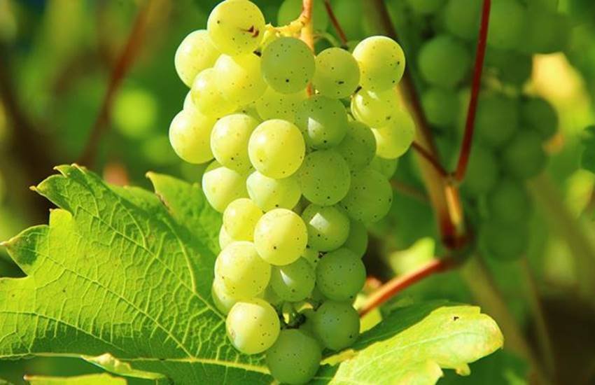 Cancer, Grapes, Resveratrol, Colon Cancer, COlon Cancer Stem CElls, Grapes Advantages, Dieting Tips, How To Reduce The Risk Of Cancer, Grapes Compounds, Health News In Hindi, LIfestyle News In Hindi, Jansatta