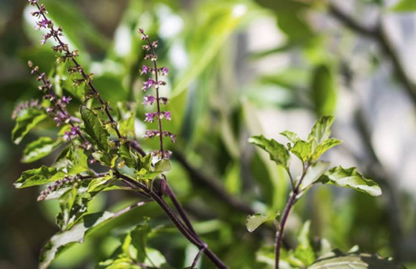 Tulsi Vivah, Tulsi Vivah 2017, Tulsi Vivah Puja, Tulsi Vivah Puja Vidhi, Tulsi Vivah in Hindi, Tulsi Vivah Katha, Tulsi Vivah Vidhi, Tulsi Vivah Puja Vidhi in Hindi, Religion News