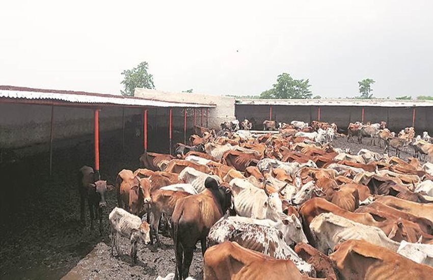 chhattisgarh cow deaths, cow deaths in chhattisgarh, shagun gaushala, harish verma, bjp leader harish verma, bjp gaushala, gaushala cow death, chief minister raman singh, congress, bjp, abhishek singhvi, gauraksha, cow protection, cow killings, chhattisgarh news, india news, jansatta