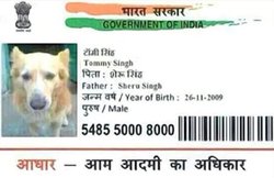 मध्य प्रदेश में बना कुत्ते का आधार कार्ड, एक गिरफ्तार