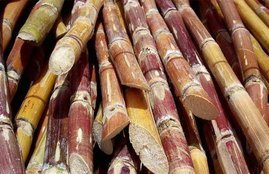 Sugercane, Benefits Of Sugercane Juice, Sugercanr juice, Kidney Problems, Liver Problems, Tooth Decay, Anti Oxidents, Protein, Diabetese, Health Tips, Healthy Diets, Natural Remedies, Home Remedies, Lifestyle Tips, Health News In Hindi, jansatta