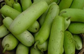 bottle gourd, lauki, bottle gourd nutrition, Benefits bottle gourd in hindi, benefits of lauki, benefits of lauki juice, benefits of lauki for indigestion, benefits of lauki for tension, benefits of lauki for, constipatin, health news in hindi, jansatta