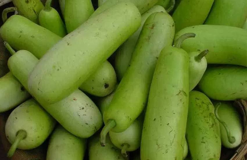 bottle gourd, lauki, bottle gourd nutrition, Benefits bottle gourd in hindi, benefits of lauki, benefits of lauki juice, benefits of lauki for indigestion, benefits of lauki for tension, benefits of lauki for, constipatin, health news in hindi, jansatta