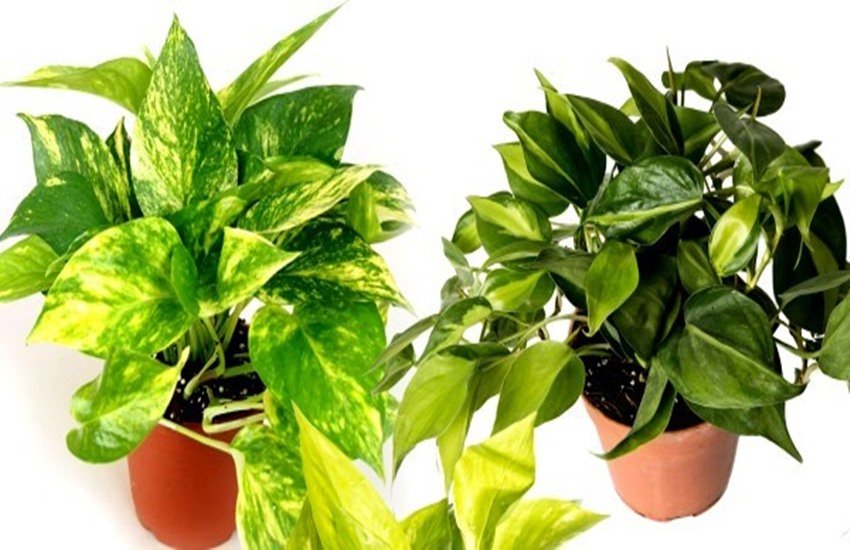 , astro news, astrology, astrology news, vastu, vastu shashtra, money plant, money plant in home, vastu for money plant, astro for money plant, vastu for home, vastu shashtra for home, astro news in hindi, vastu shashtra in hindi, jansatta