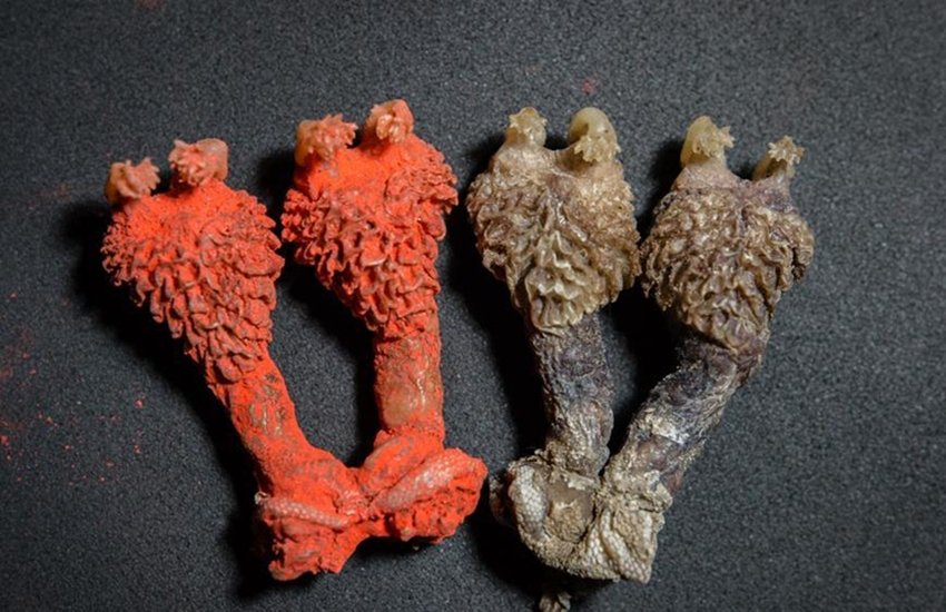 selling animal body parts selling animal body parts