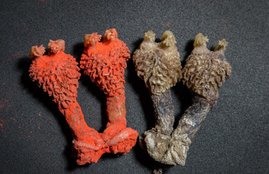 selling animal body parts
