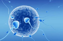 sperm, sperm facts in hindi, know about sperm in hindi, myths about sperm in hindi, sperm count, sperm count facts in hindi, semen in hindi, semen facts in hindi, facts about sperm in hindi, health news in hindi, jansatta