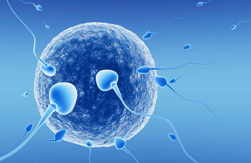 sperm, sperm facts in hindi, know about sperm in hindi, myths about sperm in hindi, sperm count, sperm count facts in hindi, semen in hindi, semen facts in hindi, facts about sperm in hindi, health news in hindi, jansatta