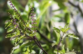 Basil, Basil importance, Basil in pray, Basil and lakshmi, Basil and prayer, tulsi, Lakshmi Mata, Lakshmi Mata pray, Lakshmi Mata story, Lakshmi Mata and tulsi, Lakshmi Mata and basil, Lakshmi ji, religion news