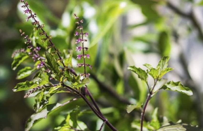 Basil, Basil importance, Basil in pray, Basil and lakshmi, Basil and prayer, tulsi, Lakshmi Mata, Lakshmi Mata pray, Lakshmi Mata story, Lakshmi Mata and tulsi, Lakshmi Mata and basil, Lakshmi ji, religion news