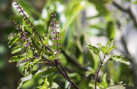 Tulsi, Tulsi Leaf, Uses Of Tulsi, Tulsi As A Medicine, Tulsi leaves Benefits, Tulsi Leaves Treatment, Tulsi Leaves During Pregnancy, Pregnancy tips, Pregnancy Problems, Health Tips, Health Tips In Hindi, Lifestyle News In Hindi, Jansatta