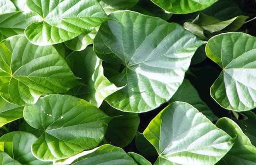 Baba Ramdev, Baba Ramdev Ayurvedic Tips, Baba Ramdev Ayurvedic Tips for Dengue, Dengue, Dengue Treatment, Dengue Ayurvedic Treatments, How To Cure Dengue Naturally, Dengue Symptoms, Dengue Causes, Giloy, Giloy For Dengue, Aloe Vera For Dengue, Health news in hindi, jansatta