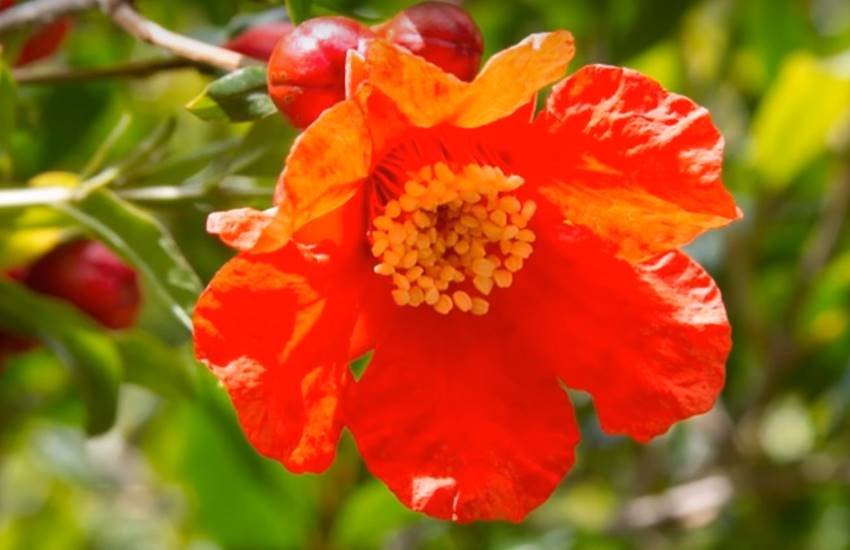 pomegranate flower benefits, pomegranate flower benefits in hindi, how pomegranate flower good for us, uses of pomegranate flower, uses of pomegranate flower in hindi, pomegranate benefits for health, pomegtranate flower health tips, health tips in hindi, jansatta