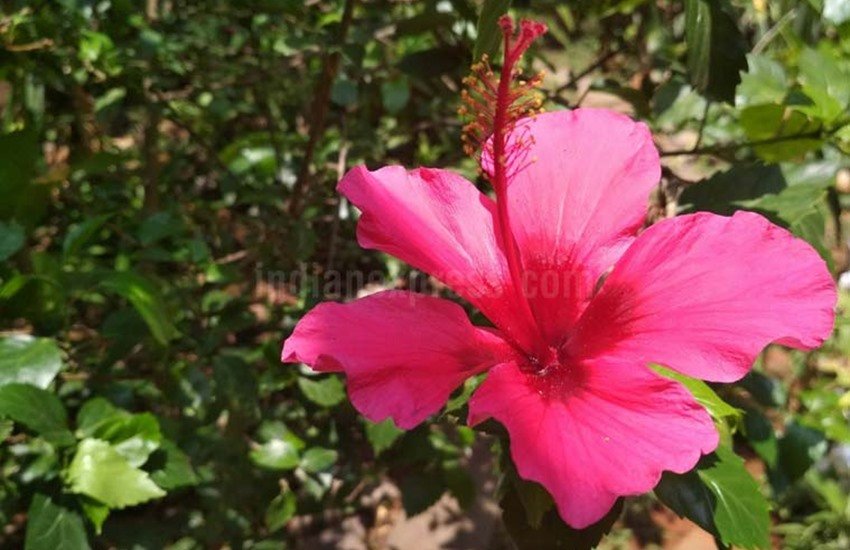 Hibiscus Flower, Gudhal Ka Fool, Hair Treatment, Hair Beauty, HAir Oil, Home remedies For Hair, Beauty Tips In Hindi, Hair Beauty Tips In Hindi, Lifestyle News In Hindi, Jansatta