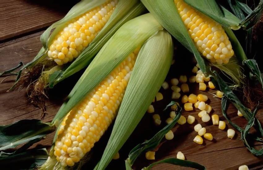 Bhutta, bhutta corn, benefits of bhutta in hindi, bhutta nutrition, bhutta corn benefits, bhutta corn calories, bhutta prevents cancer, bhutta for cancer, bhutta in anemia, uses of bhutta, advantages of bhutta in hindi, health news in hindi, jansatta