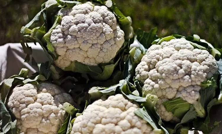 Cauliflower, Health Benefits Of Cauliflower, health benefits of cauliflower in hindi, cauliflower for cancer, cauliflower for brain health, cauliflower for liver health, cauliflower good for liver health, cauliflower for Better Blood circulation, cauliflower full of nutrition, Health News In hindi, Jansatta