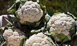नियमित खाइए फूलगोभी, याद्दाश्त होगी तेज, नहीं होगा कैंसर