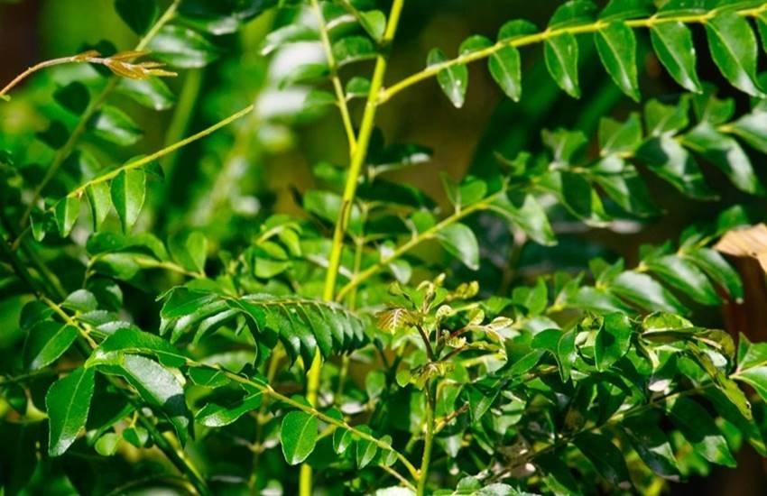 Curry Leaves, Curry Leaves For Skin, benefits of curry leaves in hindi, benefits of curry leaves for skin,how to use curry leaves for glowing skin, curry leaves for wrinkles, curry leaves for pimples, benefits of curry leaves for glowing skin, Skin Health Tips In Hindi, lifestyle news in hindi, jansatta